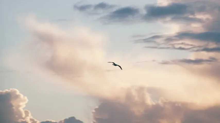 Ave solitaria surcando el cielo nubaldo al atardecer. (Foto: Freepik)