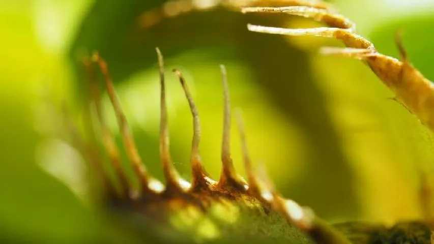 Secretos de las plantas carnívoras: Mitos y verdades