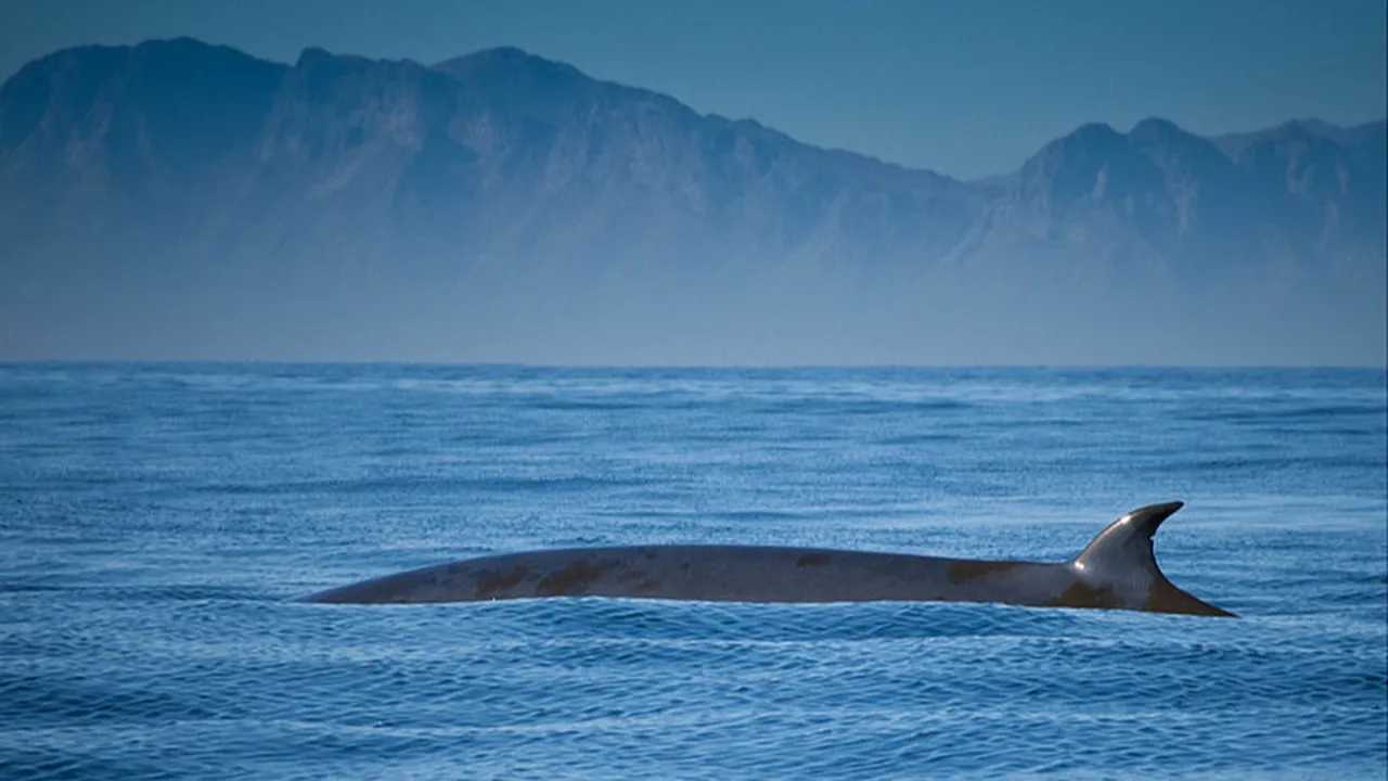 Ballena de Bryde en la superficie, con montañas al fondo.