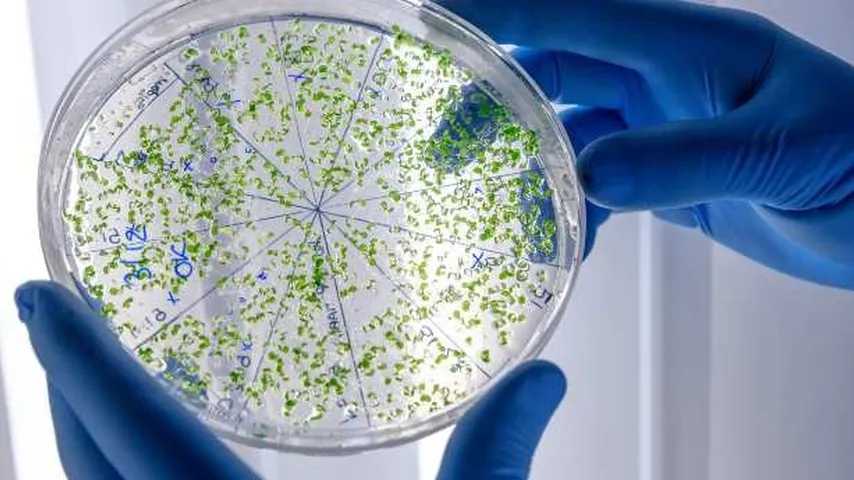 Descubierto algo inaudito en el mundo microscópico, una bacteria gigante. (Foto: Freepik)